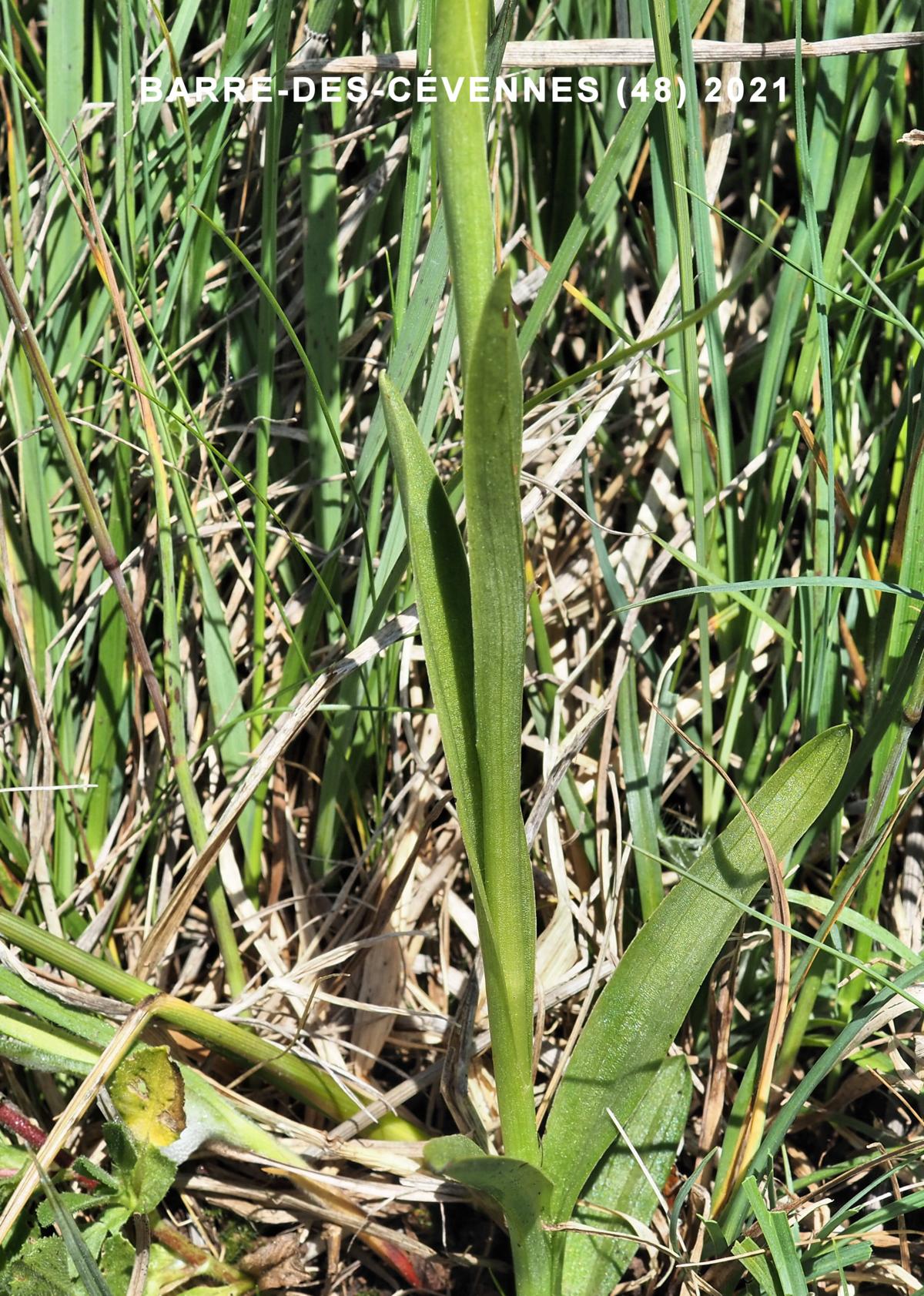 Orchid, Bug leaf